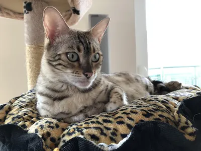 Agnieszka Dąbrowska. Koci behawiorysta/zoopsycholog ,petsitter, hodowca kotów bengalskich.